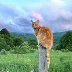 Фото Отель ВиллаЛила