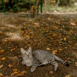 Фото Отель А-Шалаш Черноречье