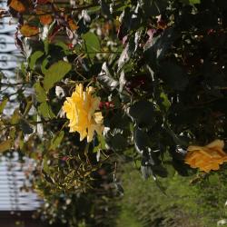 Фото Отель Авокадо