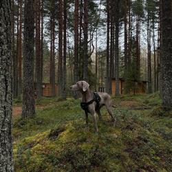 Фото Отель Глэмпинг NewCamp Эссойла (Ньюкэмп Эссойла)