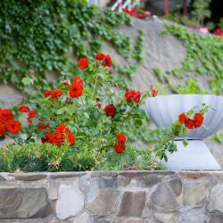 Фото Отель Argo Park (Арго Парк)