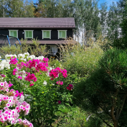 Фото Отель Гостевой комплекс Сосны