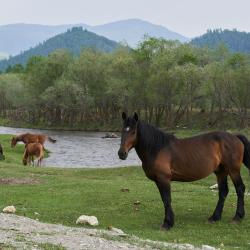 Фото Отель Koksa Camp (Кокса Камп)
