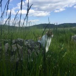 Коттедж стандарт
