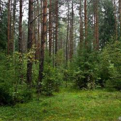 Фото Отель Ковчег