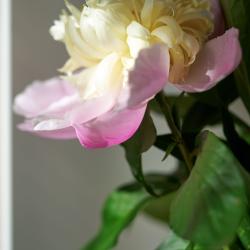 фото 21 Кумир