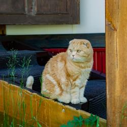 Фото Отель Коттедж Манжерок