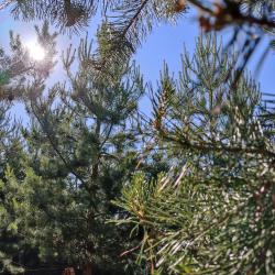 Фото Отель Кусочек рая в соснах