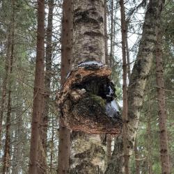 Фото Отель Дом с баней Речная Заимка