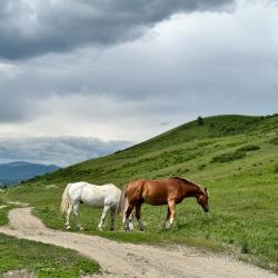 Фото Отель Koksa Camp (Кокса Камп)