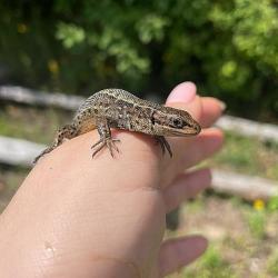 Фото Отель Гостевой дом Окулова Заимка