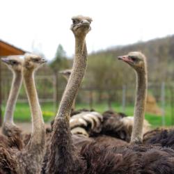 Фото Отель Deer Farm (Дир фарм)