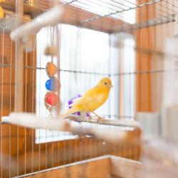 Фото Отель Гостевой дом Скворечник