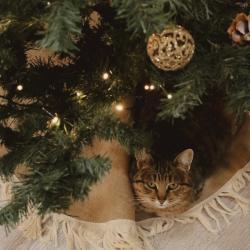 4-местный коттедж улучшенный