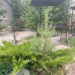 2-комнатные апартаменты улучшенные Коттедж с отдельным входом