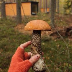 Фото Отель Глэмпинг NewCamp Эссойла (Ньюкэмп Эссойла)