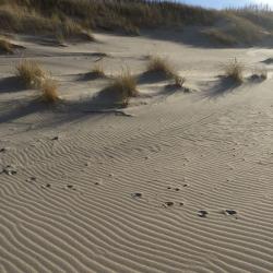 Фото Отель Отдых на Куршской косе