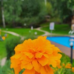 Фото Отель Каменный цветок