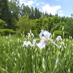 Фото поле-отель
