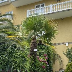 Фото Отель Ромашка