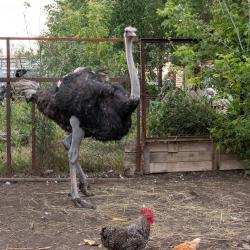 Фото Отель Хуторок Озерный