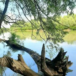 Фото Отель Творческий глэмпинг Скворечник