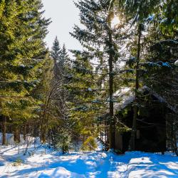 Фото Отель Дом среди деревьев Опушка