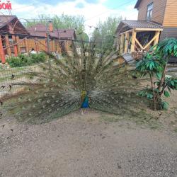 Фото Отель Мамин уют