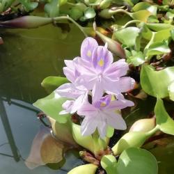 Фото Solar Apart Hotel (Солар Апарт Отель)