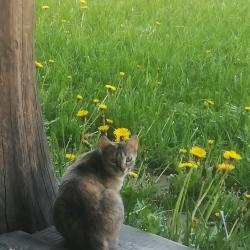 Фото Отель Гостевой дом Окулова Заимка