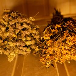 Фото Отель Villingston Residence (Виллингстон Резиденс)