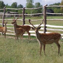 Фото Отель Сафари парк