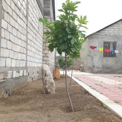 фото 36 Green House (Грин Хаус)