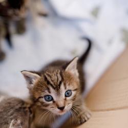 Фото Отель А-Шалаш Черноречье