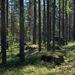 Фото Отель Mystic Hills (Мистик Хилс)