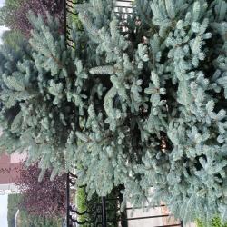 1-комнатные апартаменты улучшенные №2