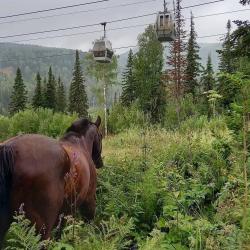 Фото Отель Тайгара