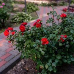 Фото Отель Разгуляй