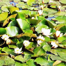 Фото Отель Шале Мануки Эн