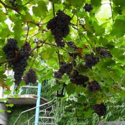 Волна — 7a32238346ee179879b02ece76aed4f2