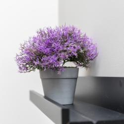2-комнатные апартаменты люкс