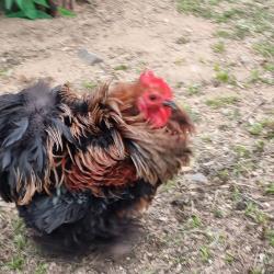 Фото Отель Мамин уют