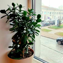 1-комнатные апартаменты стандарт