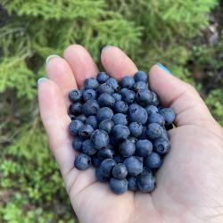 Фото Отель Гостевой комплекс Сосны