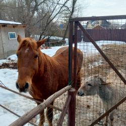 Фото Отель Русское подворье