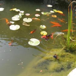 Фото Отель Магнолия