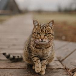 4-местный коттедж улучшенный