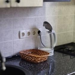 Бунгало стандарт