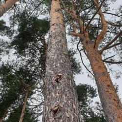 Фото Парк-отель Черёхин
