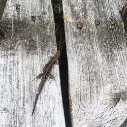 Фото Отель Гостевой дом Окулова Заимка